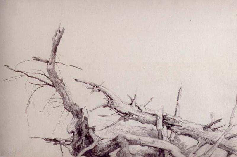  Study of fallen tree trunks,Bolton,Lake George